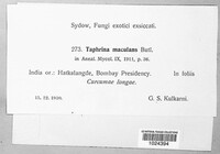 Image of Taphrina maculans